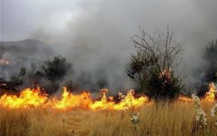 کشاورزان قزوین از آتش زدن بقایای خشک گیاهی در مزارع خودداری کنند