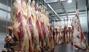 تب کریمه کنگو در کمین شهروندان آبیکی
