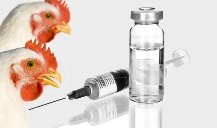 واکسیناسیون طیور بومی علیه بیماری نیوکاسل در قزوین آغاز شد
