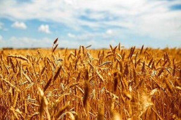 خرید گندم از کشاورزان قزوین از مرز ۱۰۰ هزار تن گذشت