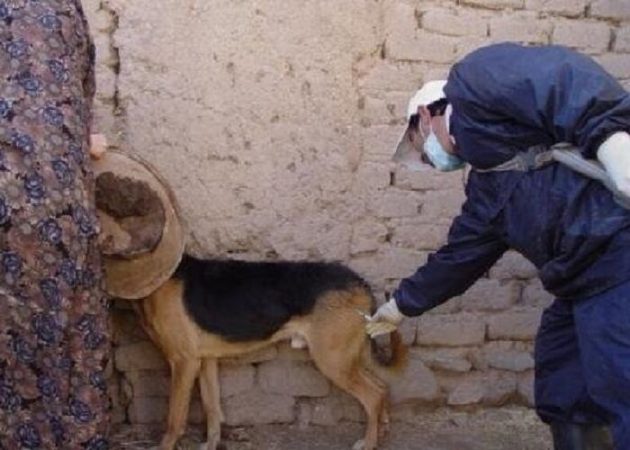 سگ‌های نگهبان در قزوین به صورت رایگان واکسینه می‌شوند