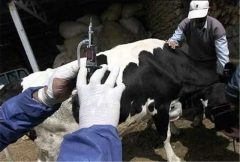 واکسیناسیون دام‌های سبک علیه بیماری تب برفکی در قزوین