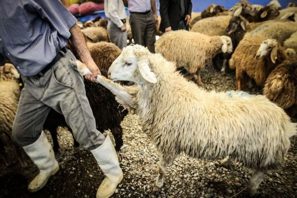 به مناسبت عید قربان مراکز عرضه و ذبح دام توسط اداره کل دامپزشکی قزوین تجهیز شدند