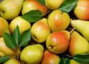 آغاز برداشت ۲۵ هزار تن گلابی از باغات استان قزوین