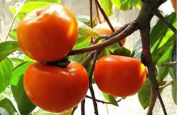 آغاز برداشت ۷ تُن خرمالو از باغات قزوین
