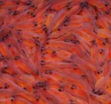 واردات بیش از ۵۳۶ هزار قطعه تخم چشم‌زده ماهیان سردابی به استان قزوین