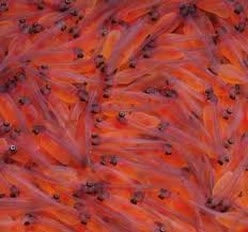 واردات بیش از ۵۳۶ هزار قطعه تخم چشم‌زده ماهیان سردابی به استان قزوین