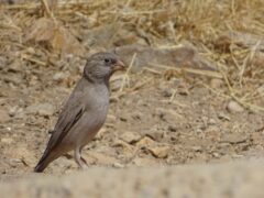 سهره صورتی» برای اولین بار در فهرست پرندگان استان ثبت شد