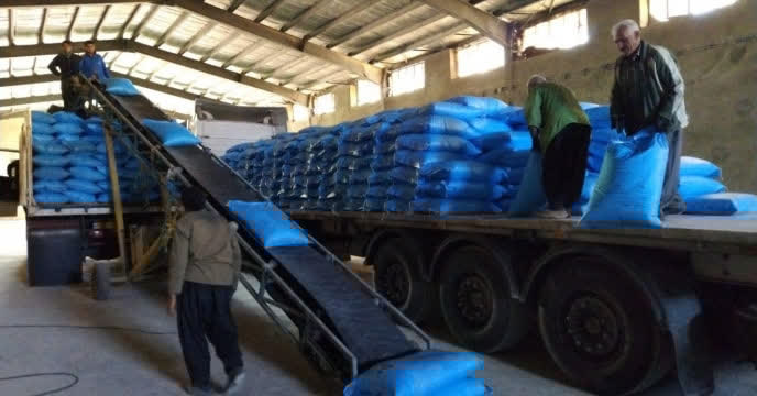 افزایش ۴۸ درصدی توزیع کود اوره در قزوین؛ جهش تأمین نهاده‌های کشاورزی