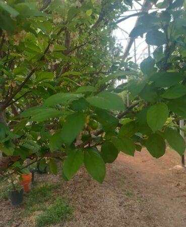 قزوین پیشتاز تولید میوه خارج فصل