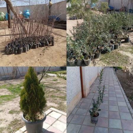 گرامیداشت یاد رهبر شهید با توزیع بیش از ۴۰۰۰ اصله نهال رایگان در محمدیه