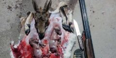 شکار بی‌رحمانه بز وحشی آبستن در طارم سفلی