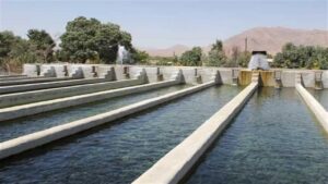 تولید ماهیان سردآبی در قزوین از مرز ۵۶۰۰ تن گذشت/رشد ۲۸ درصدی تولید ماهیان سرد آبی در قزوین