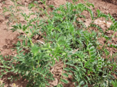 قزوین؛ پیشرو در تأمین بذر نخود با اجرای طرح نوآورانه زارع به زارع
