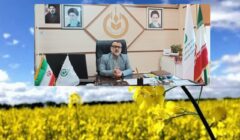 آمادگی شبکه تعاون روستایی استان قزوین برای خرید تضمینی کلزا