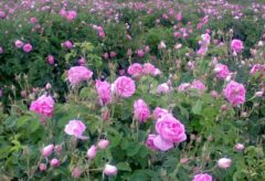پیش‌بینی برداشت ۴۵۰ تن گل محمدی از گلستان‌های قزوین