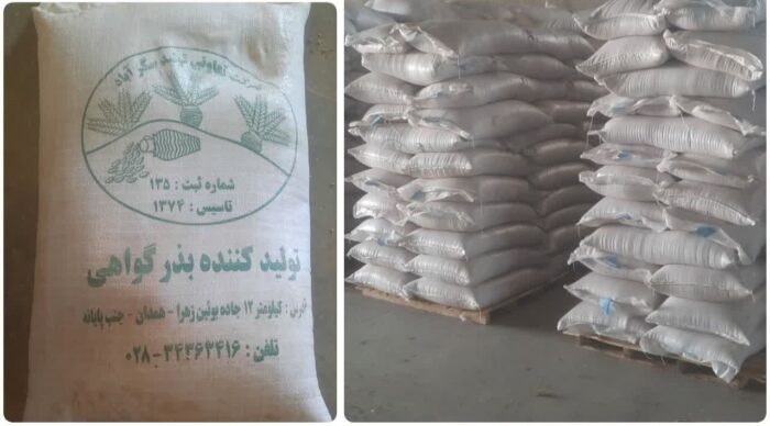 توزیع ۲ هزار و ۴۸۳ تن انواع بذور اصلاح شده در استان قزوین