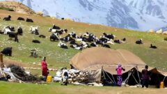 تولید ۲۰۰۰ تن گوشت قرمز توسط عشایر قزوین