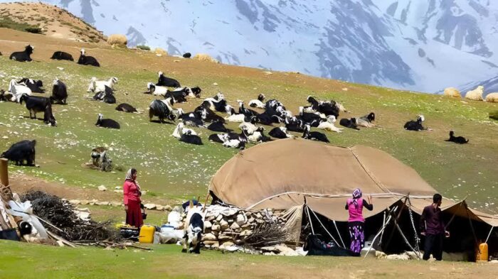 تولید ۲۰۰۰ تن گوشت قرمز توسط عشایر قزوین