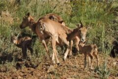 اولین زایش گوسفند وحشی ارمنی در باشگل استان قزوین ثبت شد