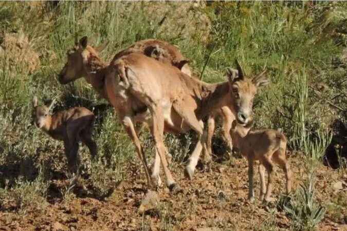 اولین زایش گوسفند وحشی ارمنی در باشگل استان قزوین ثبت شد