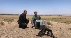 پرواز دوباره در آسمان بوئین‌زهرا؛ سارگپه بهبودیافته به دامان طبیعت بازگشت