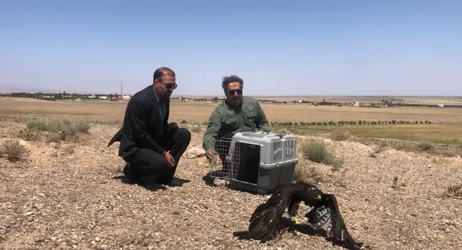 پرواز دوباره در آسمان بوئین‌زهرا؛ سارگپه بهبودیافته به دامان طبیعت بازگشت