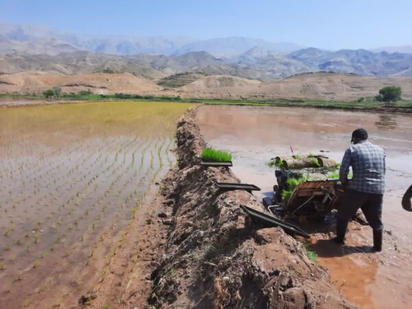 نشاء برنج در سطح ۳۹۰۰ هکتار از شالیزارهای استان قزوین آغاز شد