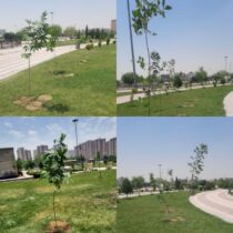 توسعه پوشش گیاهی بوستان بهشت مهرگان با کاشت ۹۵ اصله درخت