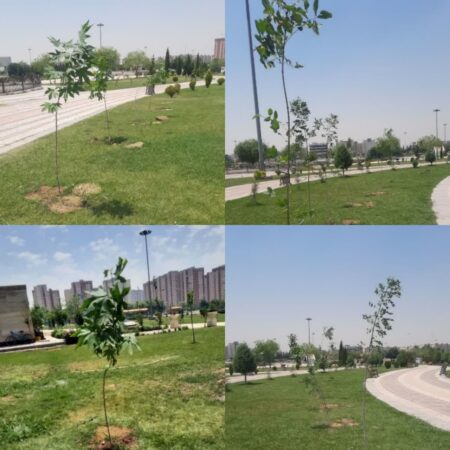 توسعه پوشش گیاهی بوستان بهشت مهرگان با کاشت ۹۵ اصله درخت