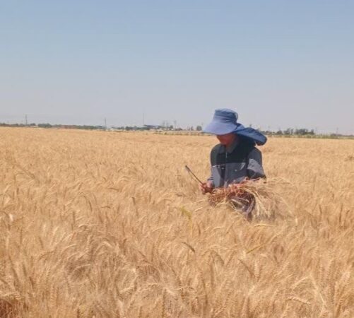 برداشت نخستین پایلوت‌های طرح غنی‌سازی گندم در قزوین؛ گامی پژوهشی برای ارتقای کیفیت نان و امنیت غذایی