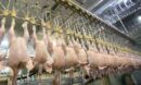 تولید بیش از ۱۱ هزار تن گوشت مرغ طی ۳ ماه تحت نظارت دامپزشکی قزوین