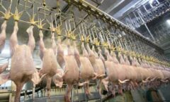 تولید بیش از ۱۱ هزار تن گوشت مرغ طی ۳ ماه تحت نظارت دامپزشکی قزوین