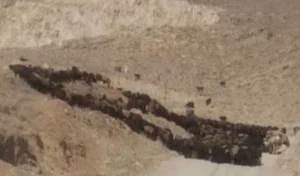 اخراج ۱۰۰۰ رأس دام غیرمجاز از مراتع تاکستان