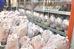 توزیع 452 تن مرغ گرم در قزوین