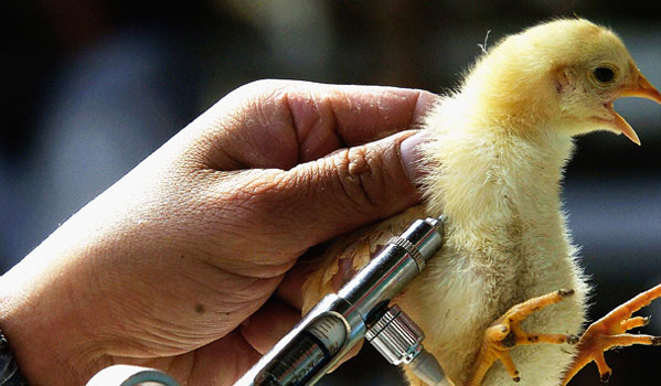 واکسیناسیون هدفمند طیور علیه آنفلوانزای فوق حاد پرندگان در قزوین