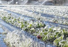 سرمازدگی بیش از ۲ هزار میلیارد تومان به کشاورزی قزوین خسارت زد