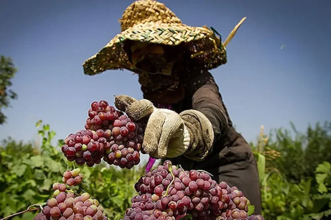 ابلاغ سهمیه ایجاد 2000 شغل برای بخش کشاورزی در قزوین ابلاغ سهمیه ایجاد ۲۰۰۰ شغل برای بخش کشاورزی در قزوین