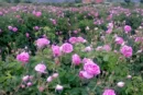 برداشت ۹۳ تن گل محمدی از مزارع قزوین