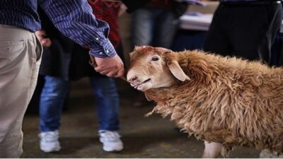خدمات کشتارگاه‌های قزوین در روز عید قربان رایگان است