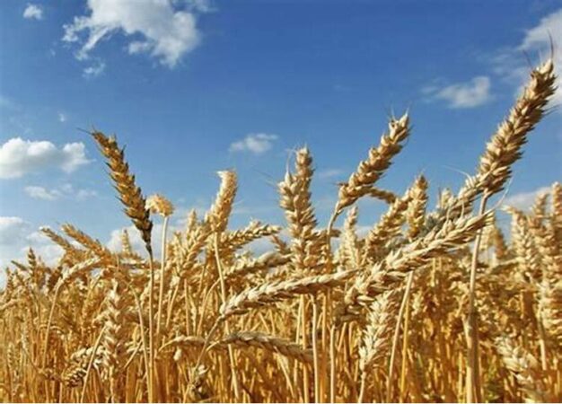 ممنوعیت خروج گندم از قزوین بدون مجوز