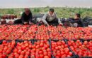 کاهش سطح کشت گوجه فرنگی در قزوین