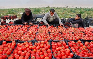 کاهش سطح کشت گوجه فرنگی در قزوین