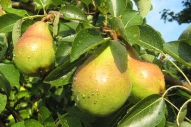 آغاز برداشت گلابی از باغات استان قزوین؛ پیش‌بینی برداشت ۲۵ هزار تن محصول