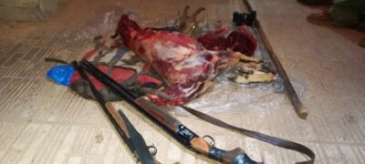 دستگیری دو متخلف شکار غیرمجاز در الموت شرقی قزوین / کشف لاشه بز وحشی و دو قبضه سلاح قاچاق دستگیری دو متخلف شکار غیرمجاز در الموت شرقی قزوین / کشف لاشه بز وحشی و دو قبضه سلاح قاچاق