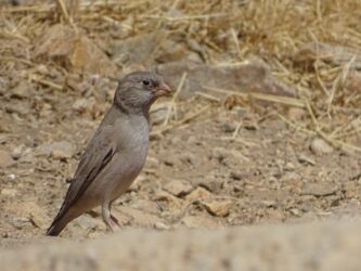 سهره صورتی» برای اولین بار در فهرست پرندگان استان ثبت شد